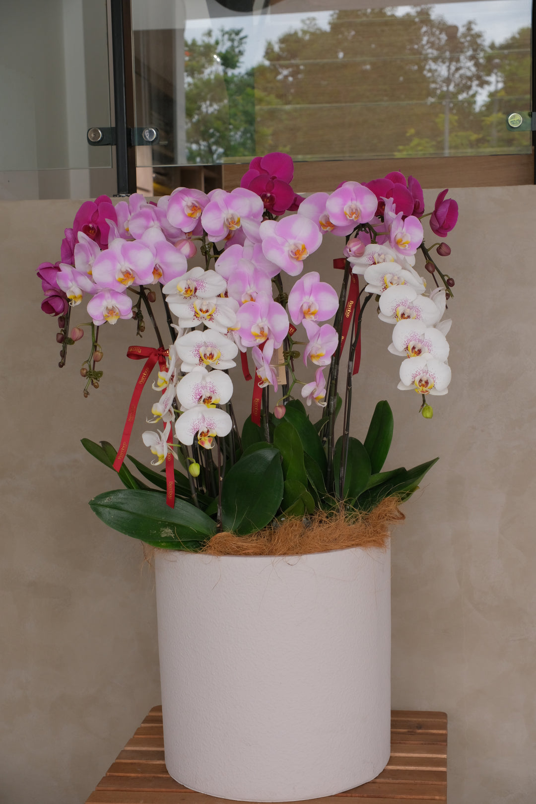 Mixed Phalaenopsis Orchids - Torres