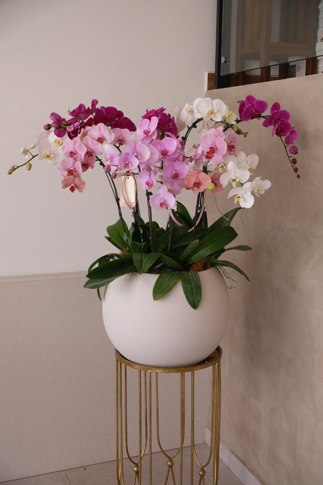 Mixed Phalaenopsis Orchids - Torres