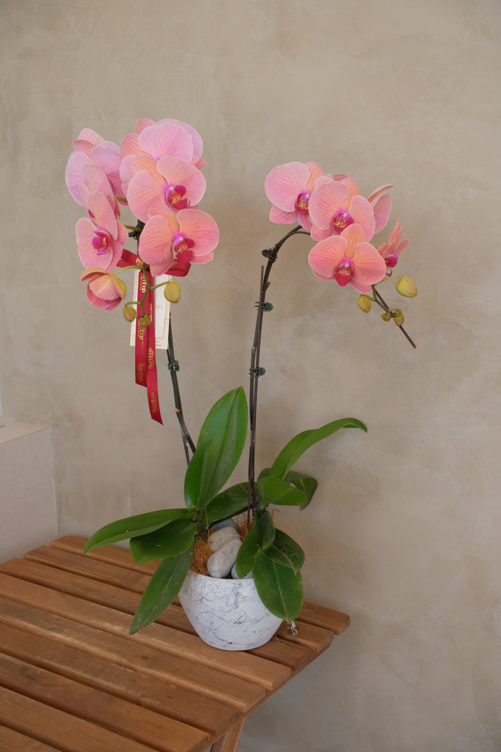 CNY 2026 | The Coral Song Orchids 珊瑚颂