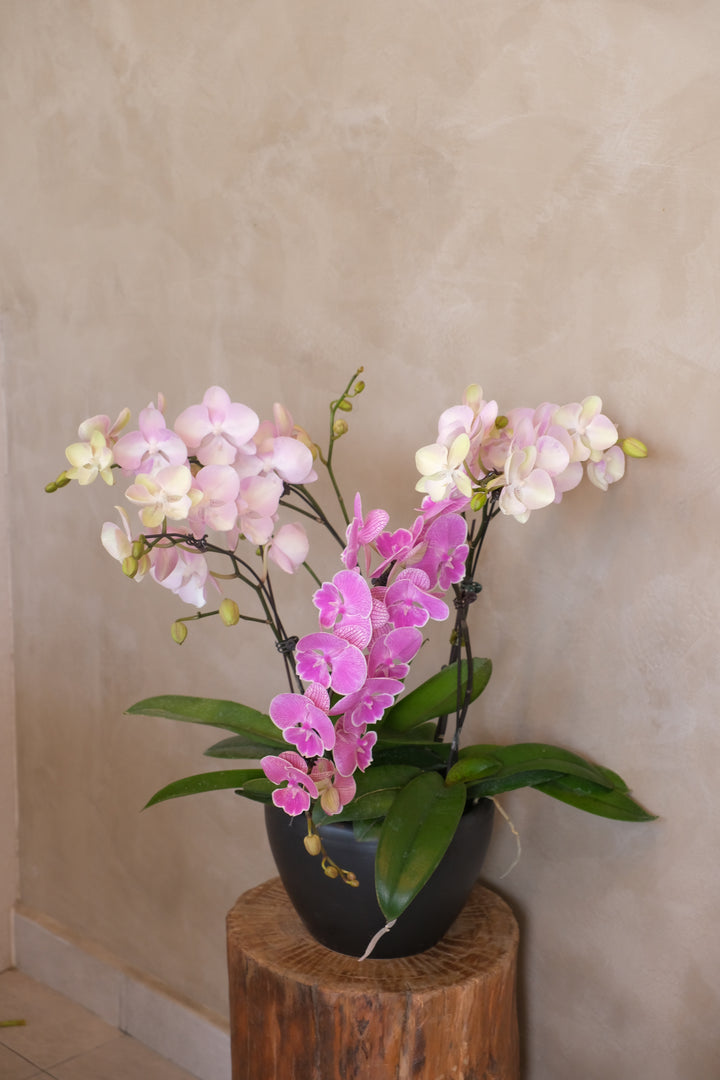 Midi Orchids - Violetta