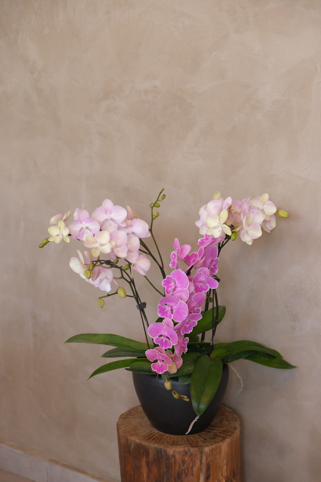 Midi Orchids - Violetta