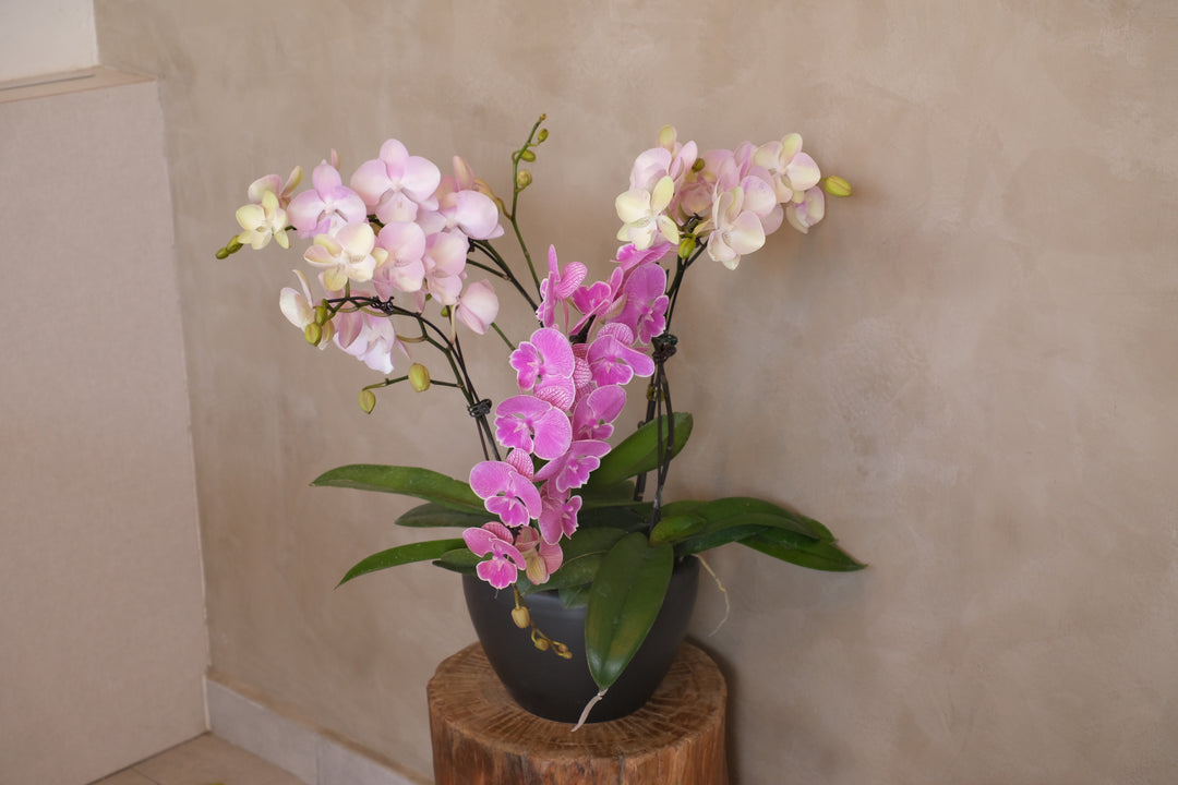 Midi Orchids - Violetta