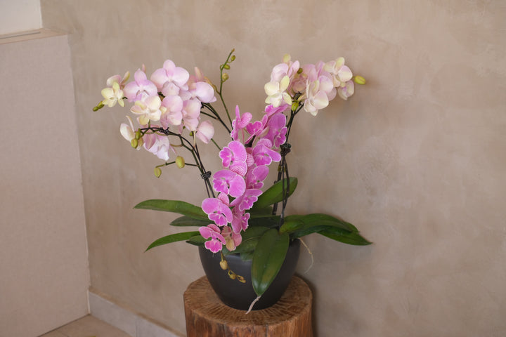 Midi Orchids - Violetta