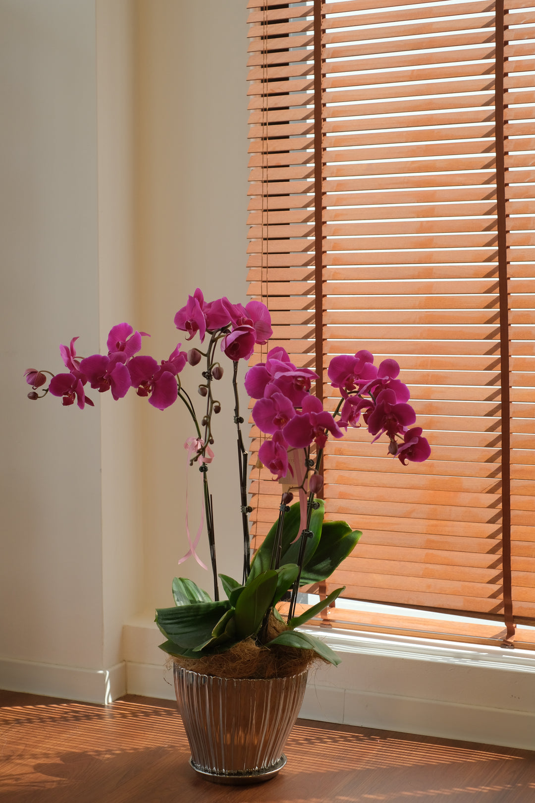 CNY 2026 | Fortune Phalaenopsis - Dark Purple