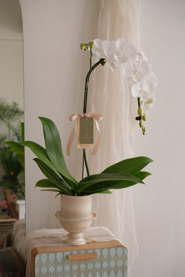 White Duchess — Phalaenopsis Orchid