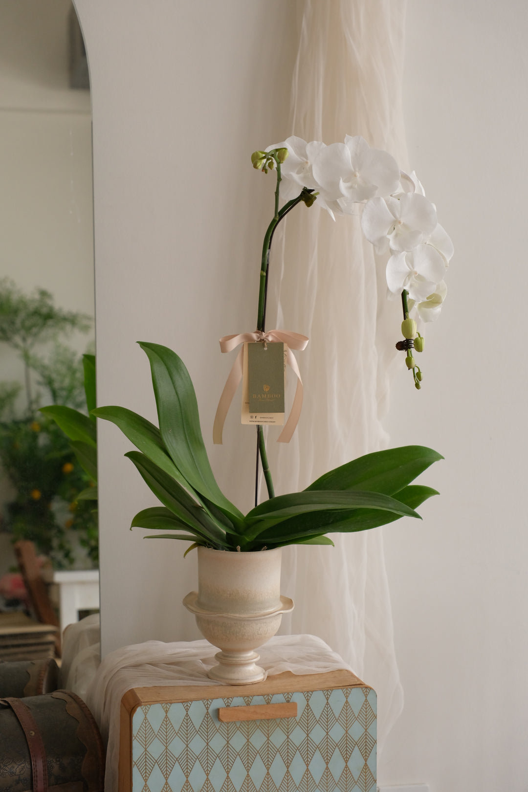 White Duchess — Phalaenopsis Orchid