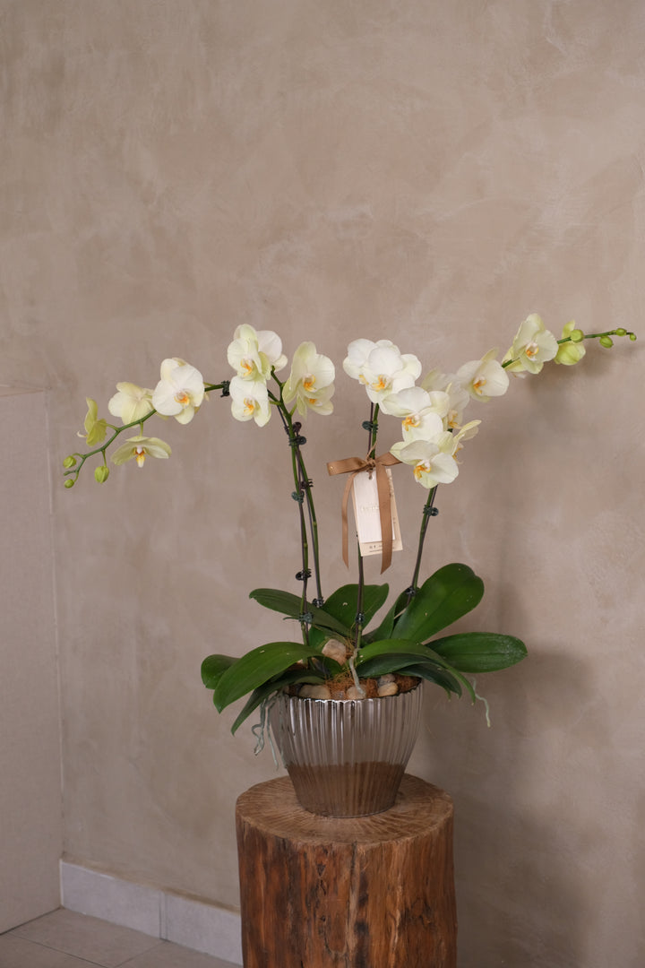 Love Being Your'chid - Lunaria