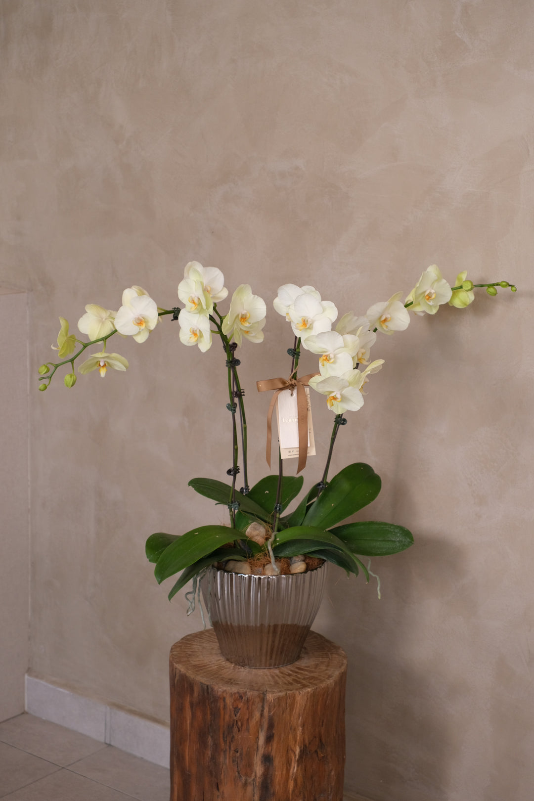 Love Being Your'chid - Lunaria
