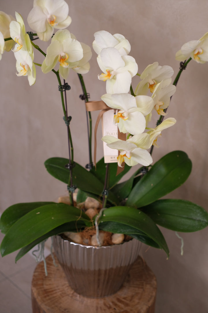 Love Being Your'chid - Lunaria