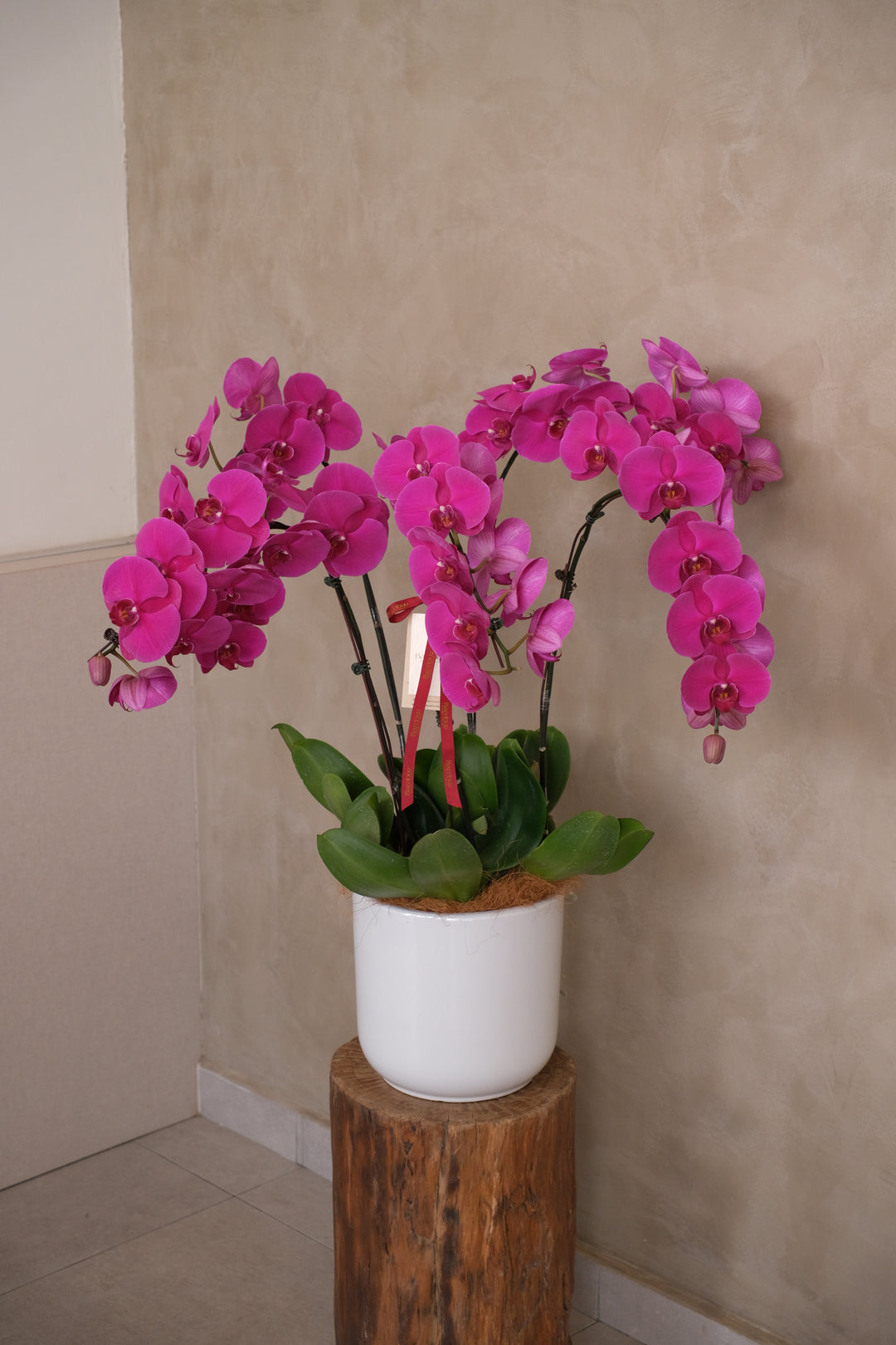 Love Being Your'chid - Purple Phalaenopsis