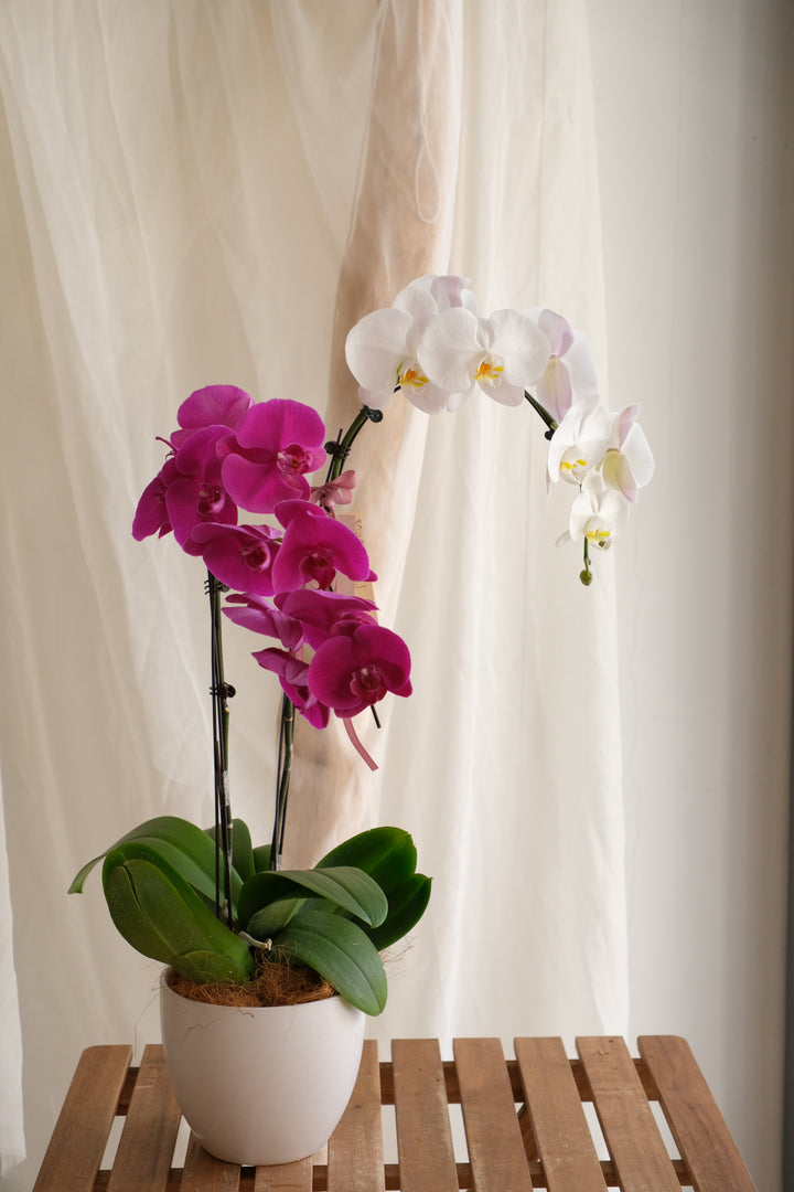 Phalaenopsis Orchid - MIX