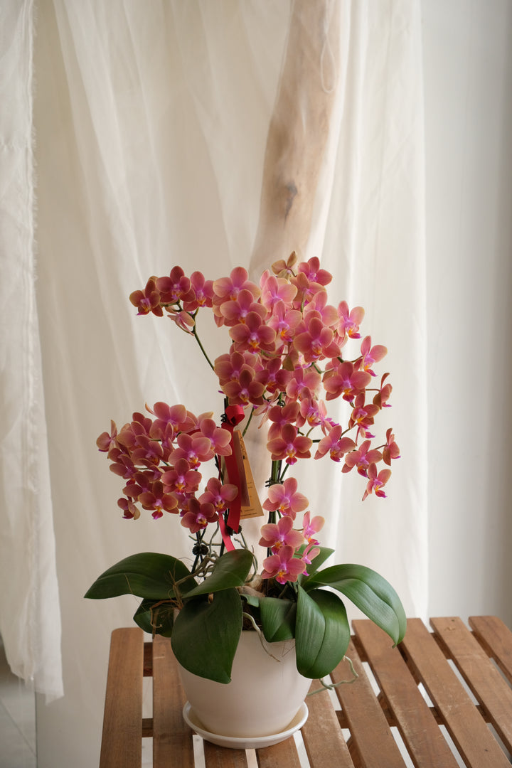 Phalaenopsis Orchids - Amberglow