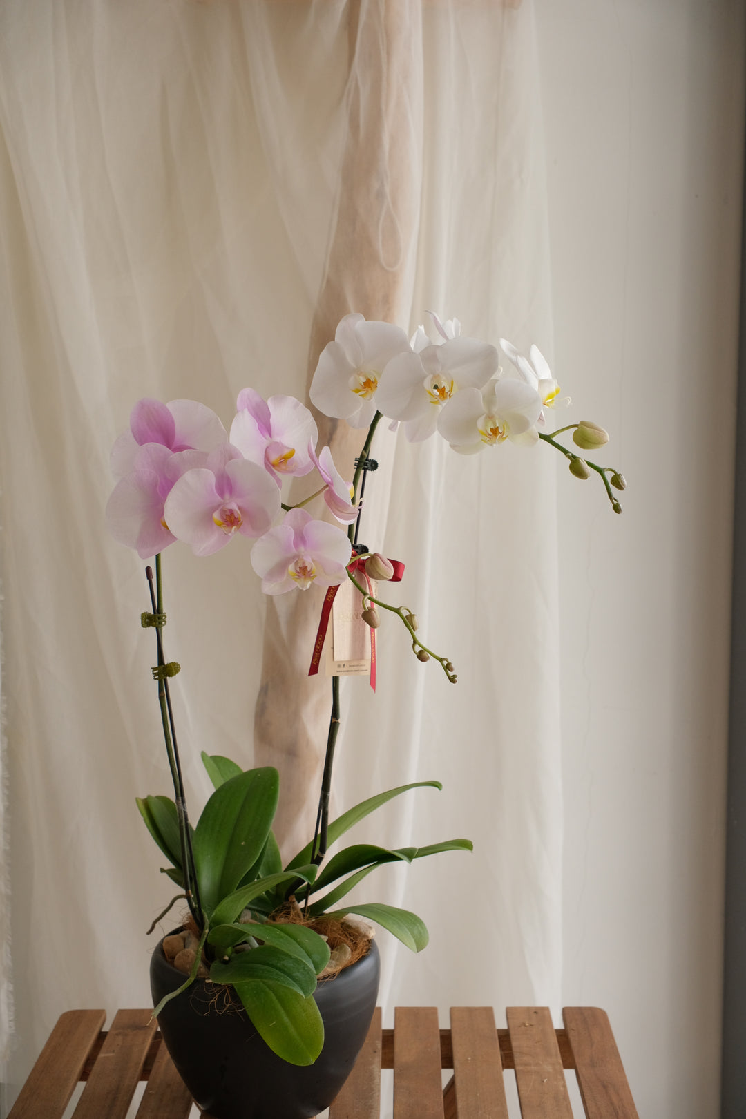 Phalaenopsis Orchid - MIX