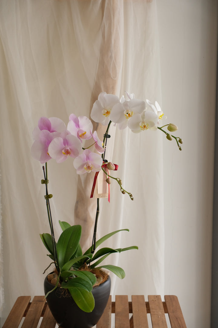 Phalaenopsis Orchid - MIX