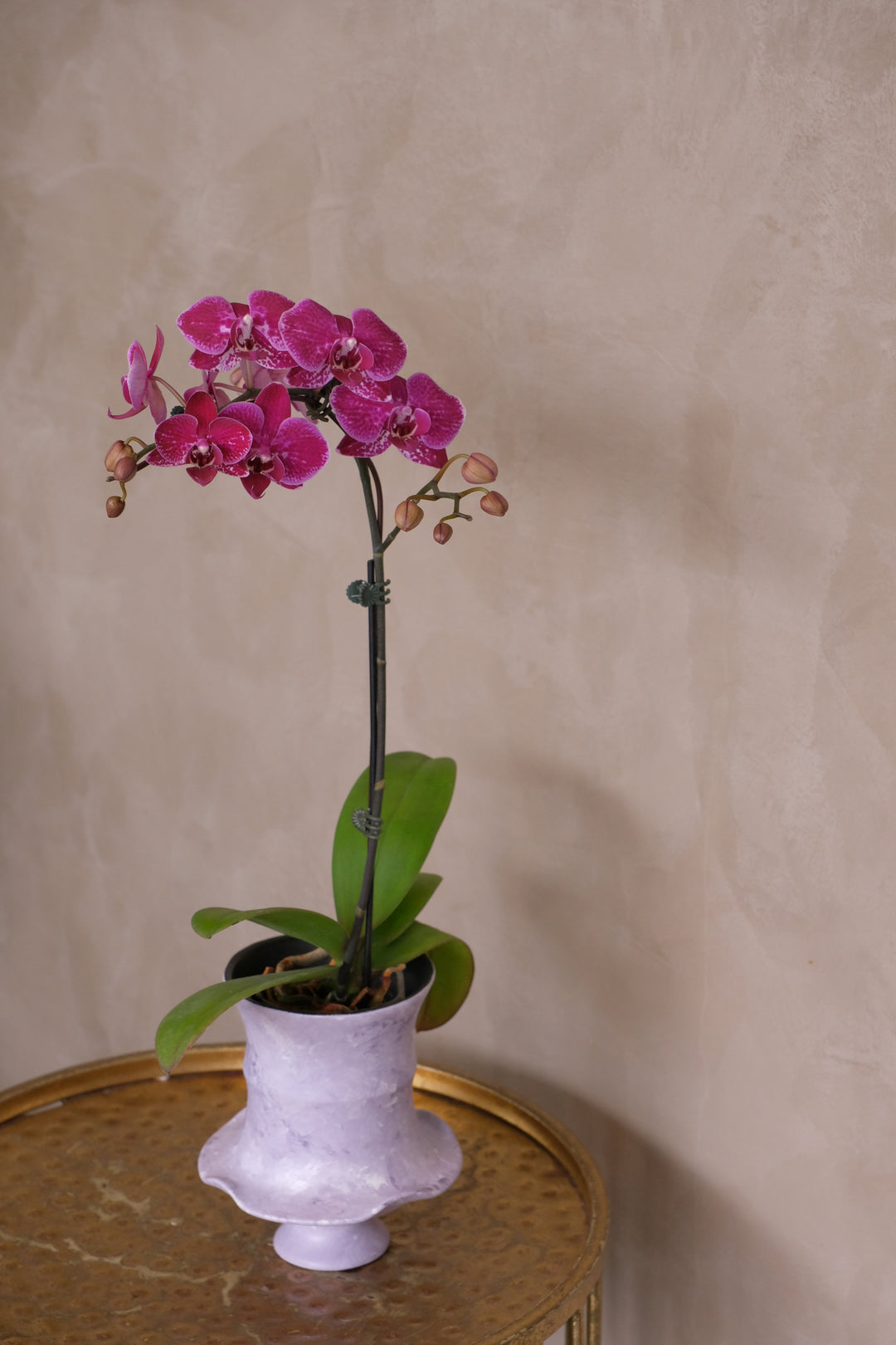 Mimosa — Midi Phalaenopsis Orchid