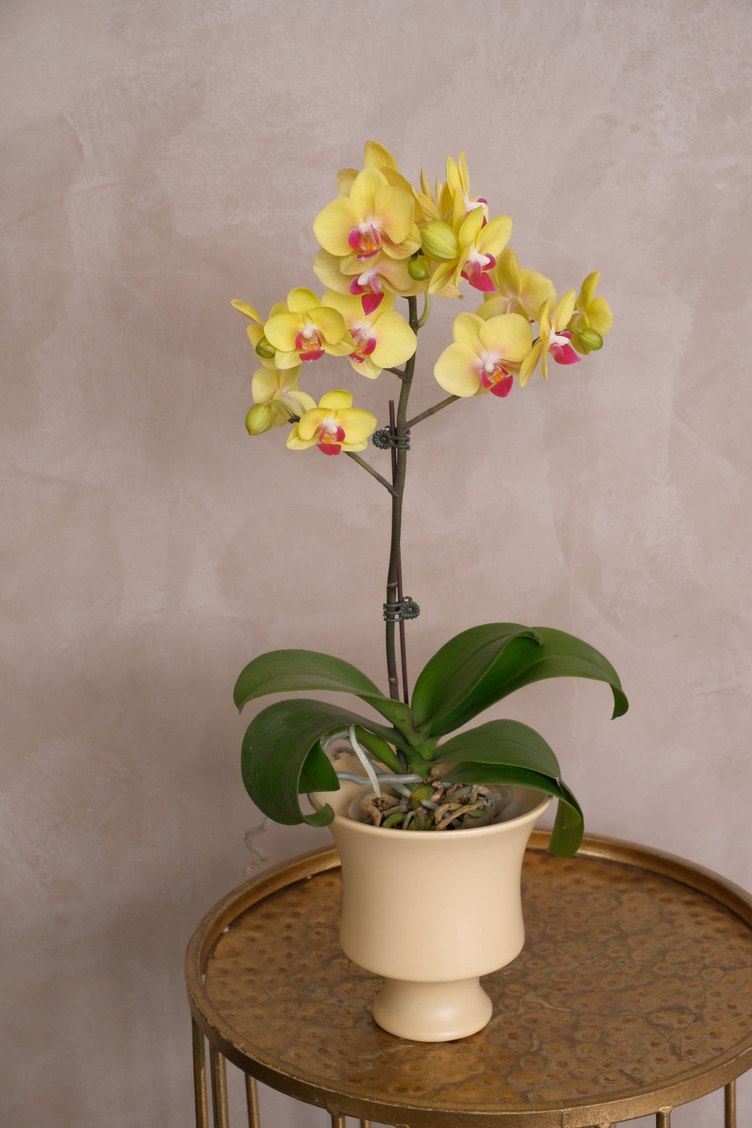 Yellow Bumblebee — Phalaenopsis Orchid