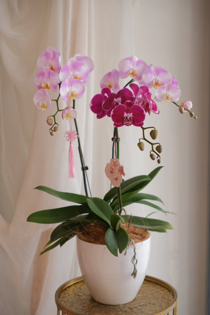 Phalaenopsis - Heritage Orchids (Mix)