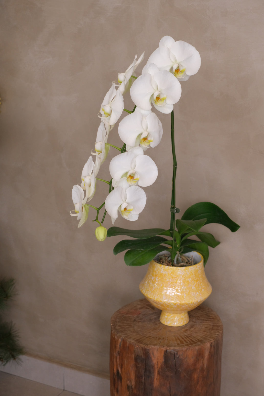 Terrazzo white phalaenopsis orchid, arching single spike, in a speckled yellow footed ceramic pot — Bamboo Green Florist, Penang