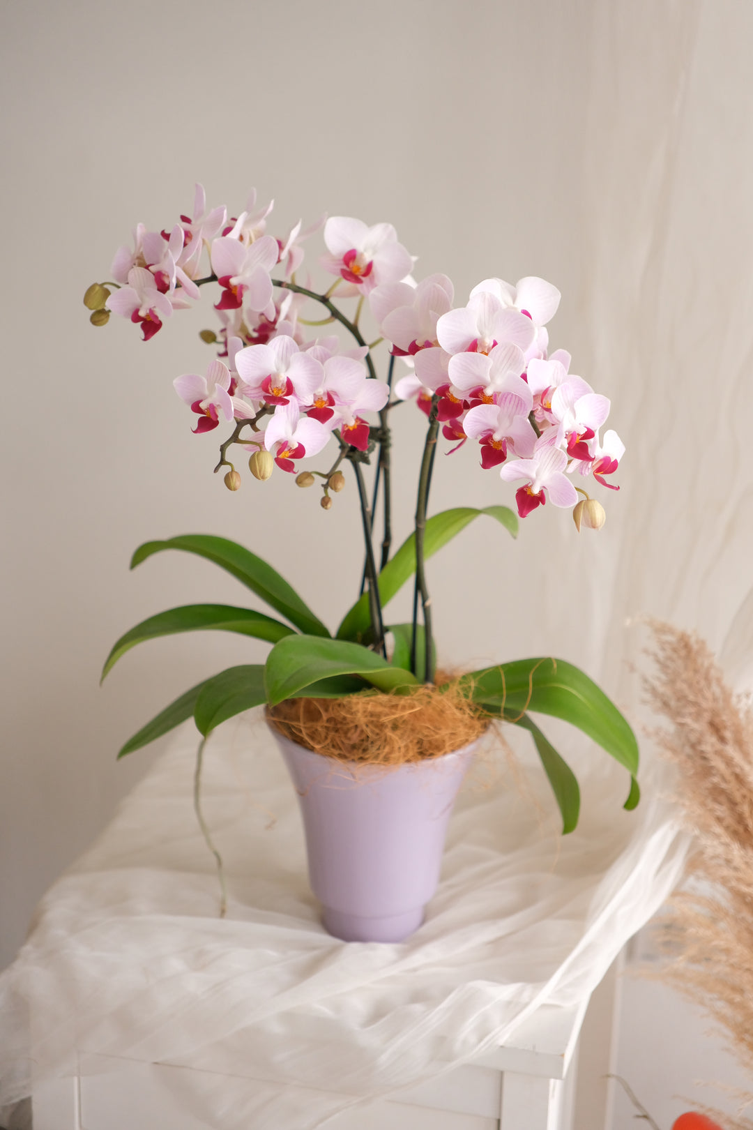 Mimosa — Midi Phalaenopsis Orchid