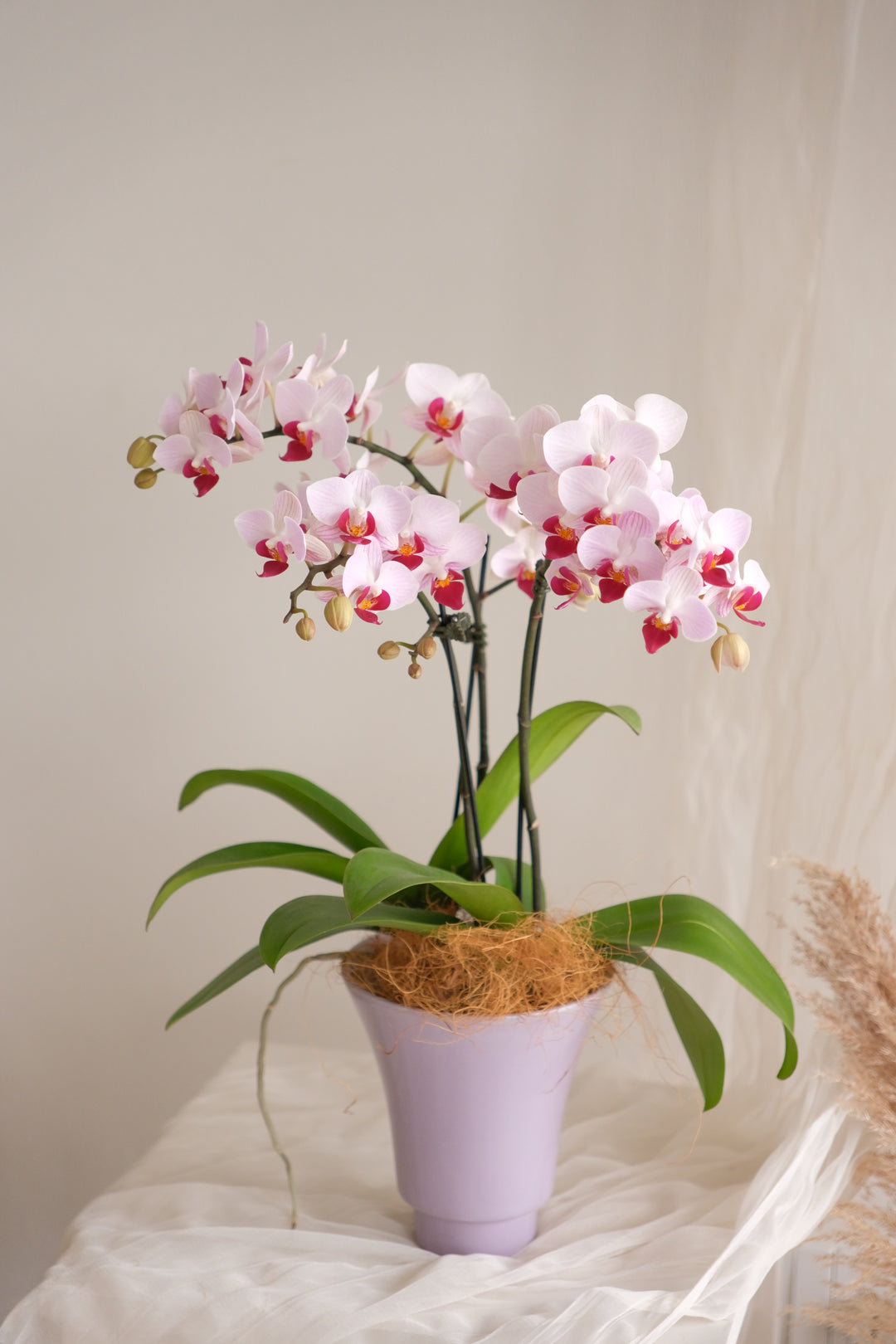 Mimosa — Midi Phalaenopsis Orchid