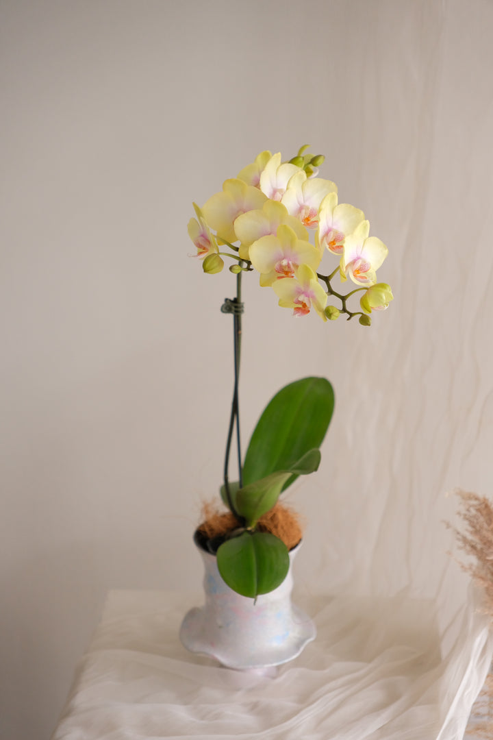 Yellow Bumblebee — Phalaenopsis Orchid