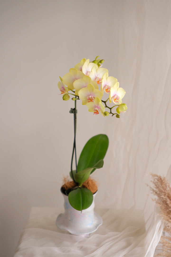 Yellow Bumblebee — Phalaenopsis Orchid