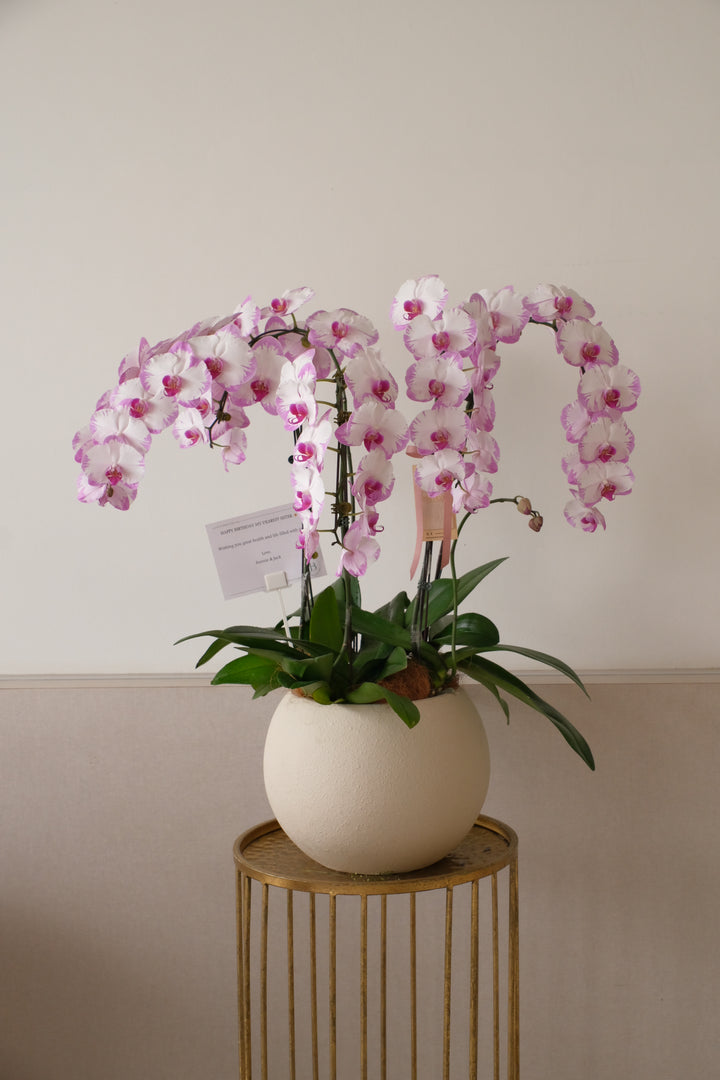 Phalaenopsis Orchid (Purple Muse)
