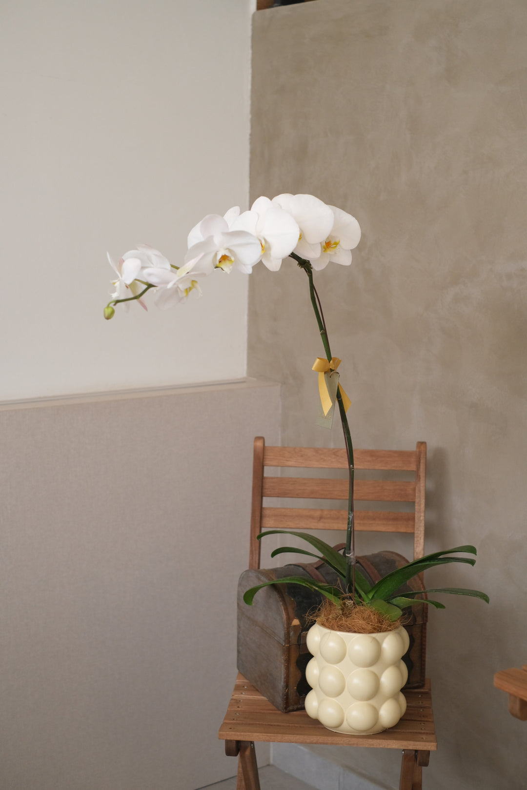 Love Being Your'chid - Phalaenopsis Orchid