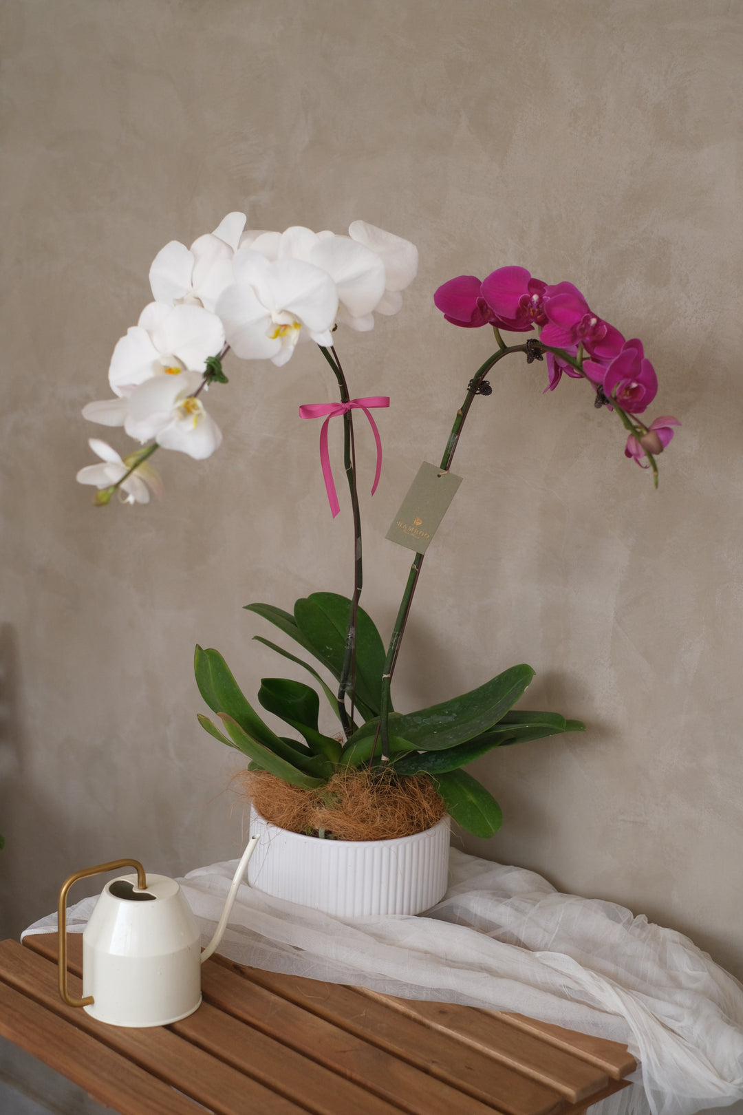 Phalaenopsis Orchid - MIX