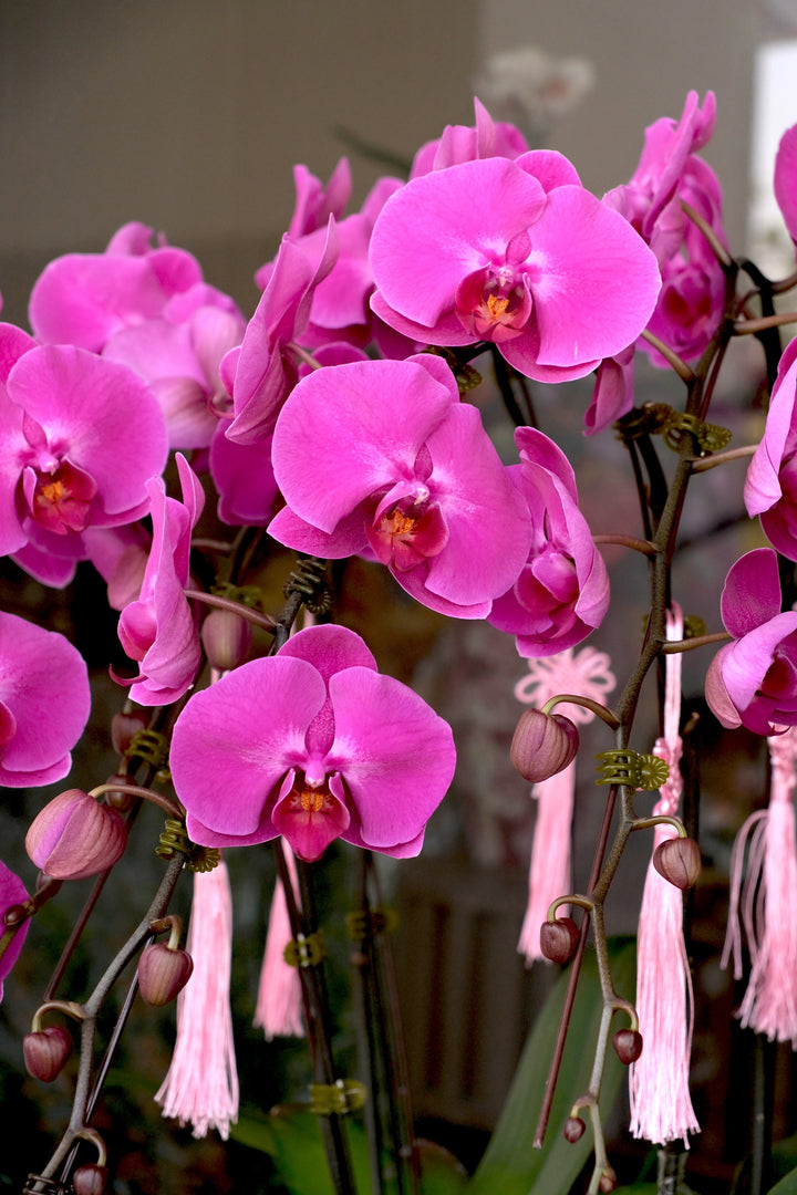 CNY 2026 | Silver Radiance Orchid 瑞光银兰