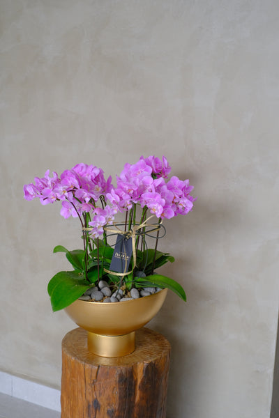 Midi Orchids - Baby Grand