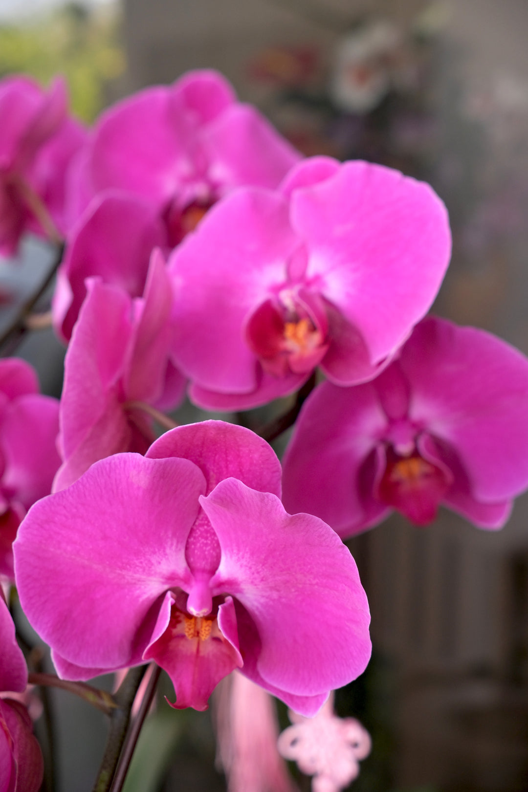 CNY 2026 | Silver Radiance Orchid 瑞光银兰