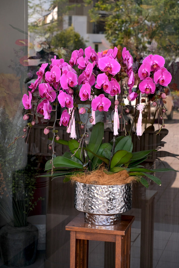 CNY 2026 | Silver Radiance Orchid 瑞光银兰