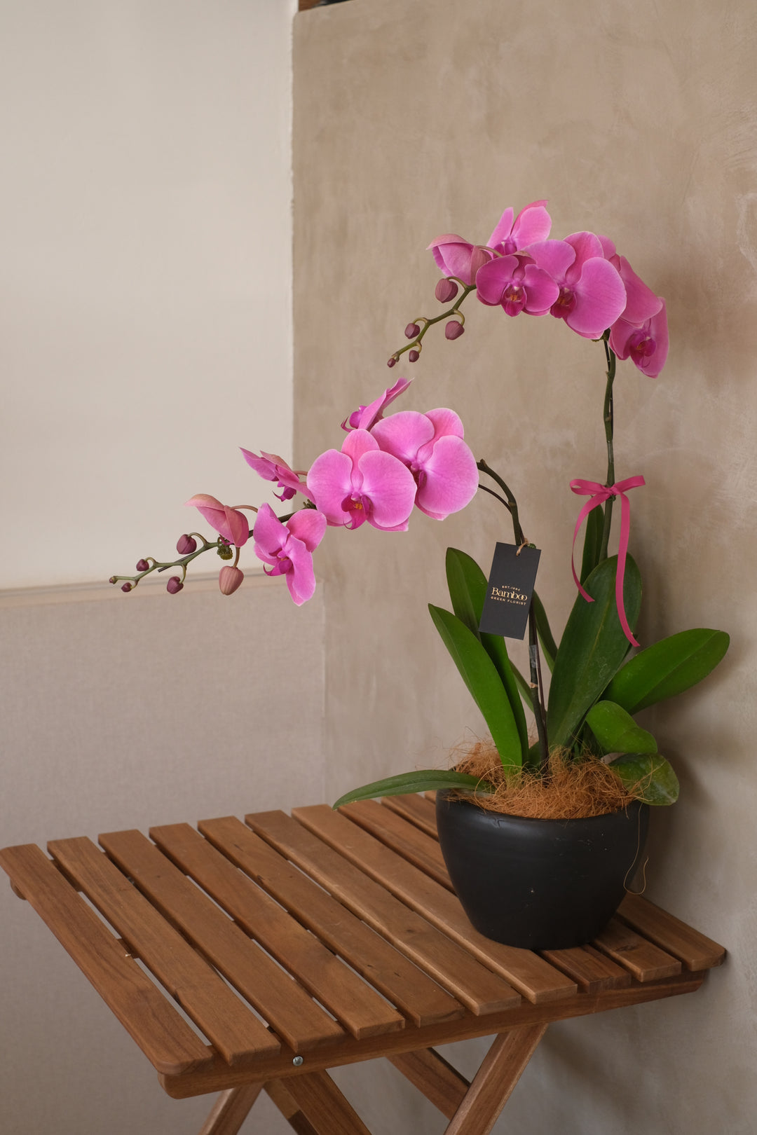 Mum's Day Phalaenopsis- Mulberry