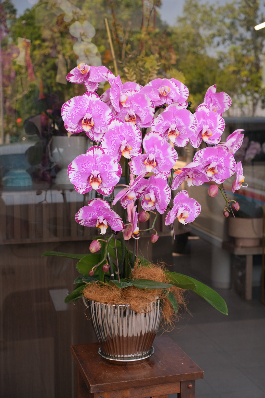 CNY 2026 | Imperial Majesty Purple Phalaenopsis