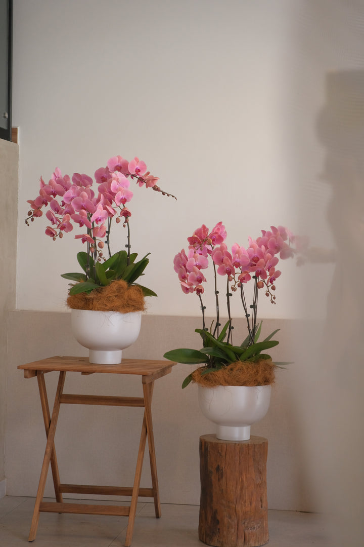 CNY 2026 | The Coral Song Orchids 珊瑚颂