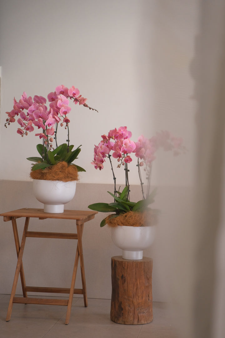 CNY 2026 | The Coral Song Orchids 珊瑚颂