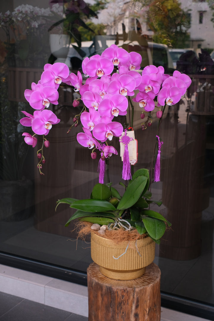 CNY 2026 | Athens Purple Phalaenopsis