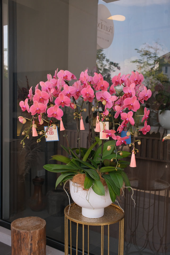 CNY 2026 | The Coral Song Orchids 珊瑚颂