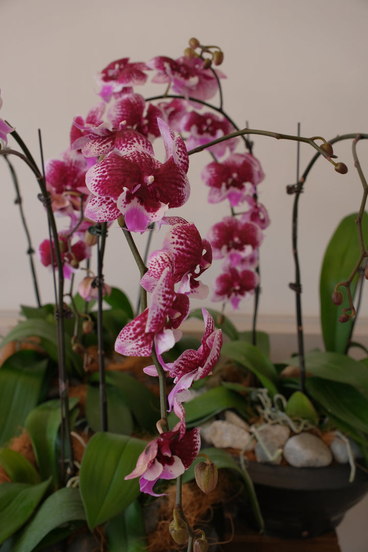 Gloriosa Purple Orchids