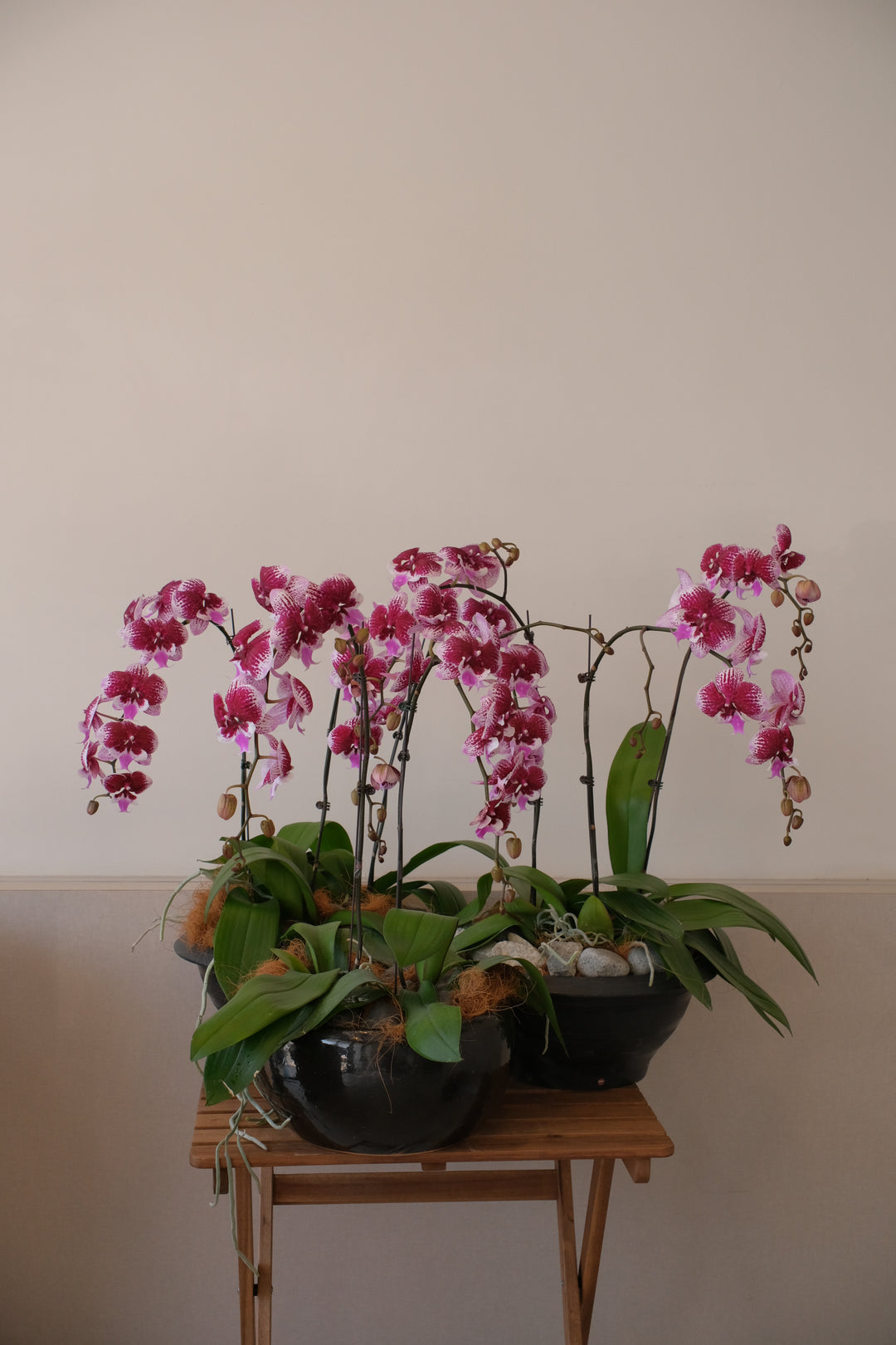 Gloriosa Purple Orchids