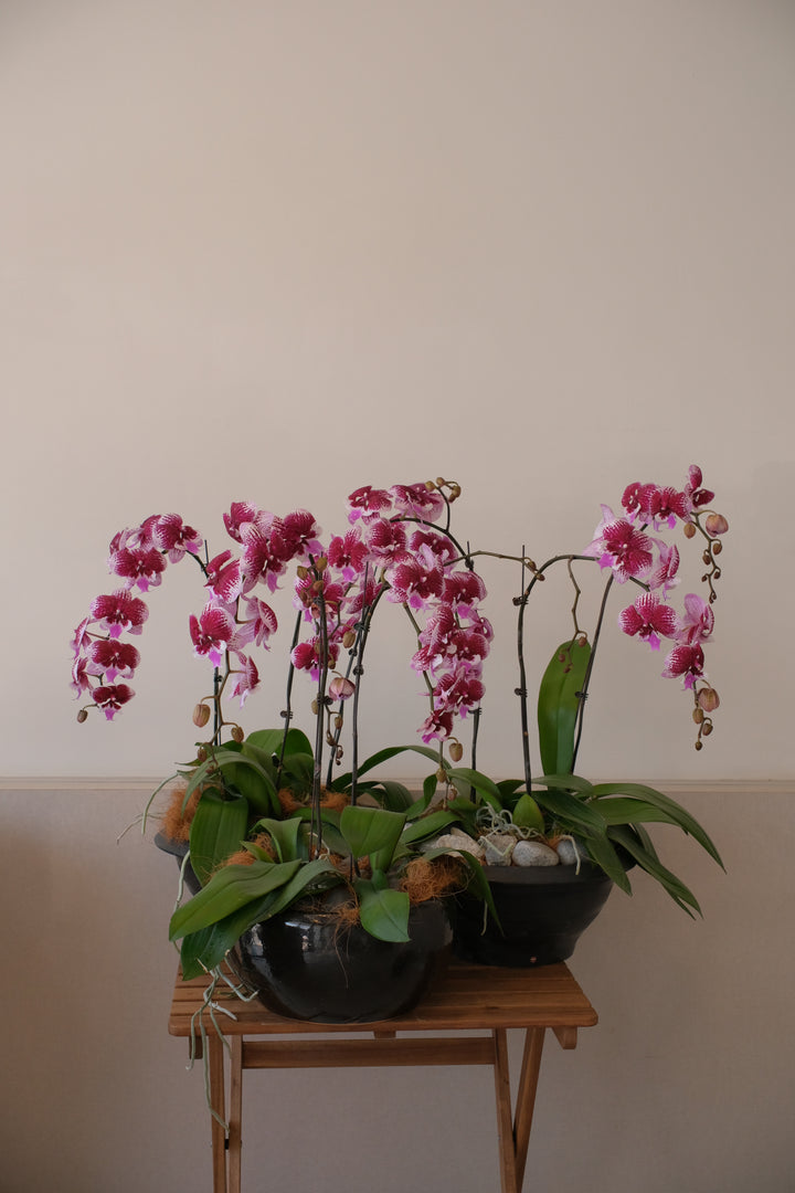 Gloriosa Purple Orchids