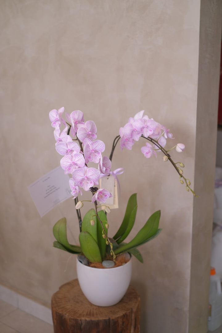 Puni Petals Orchids