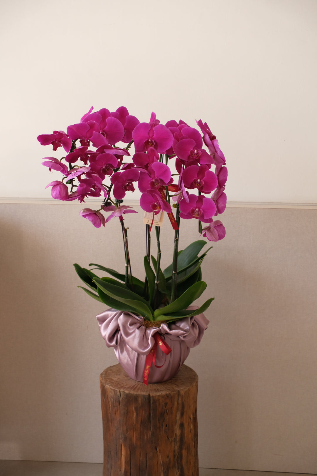 The Capsule Orchid - Nova Purple
