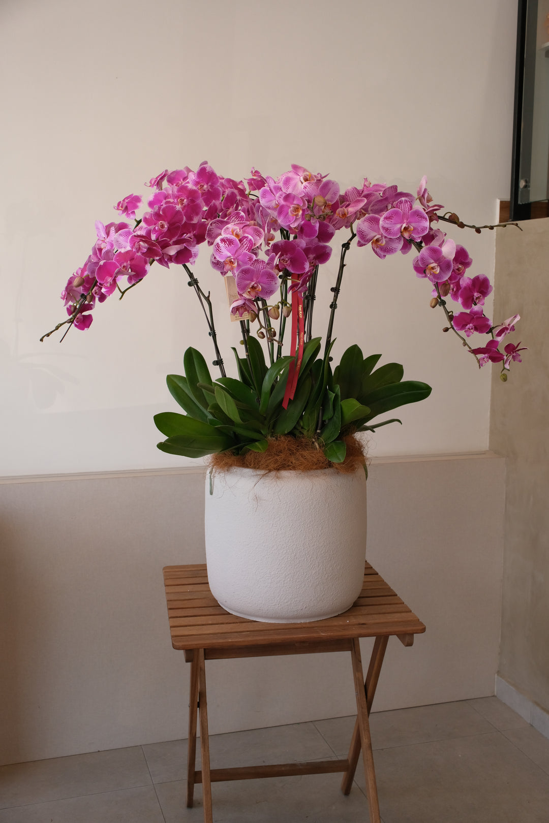 Mixed Phalaenopsis Orchids - Torres