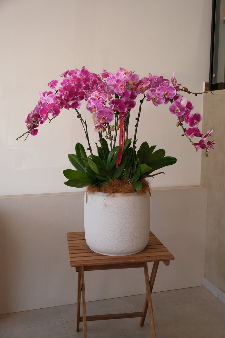 Mixed Phalaenopsis Orchids - Torres