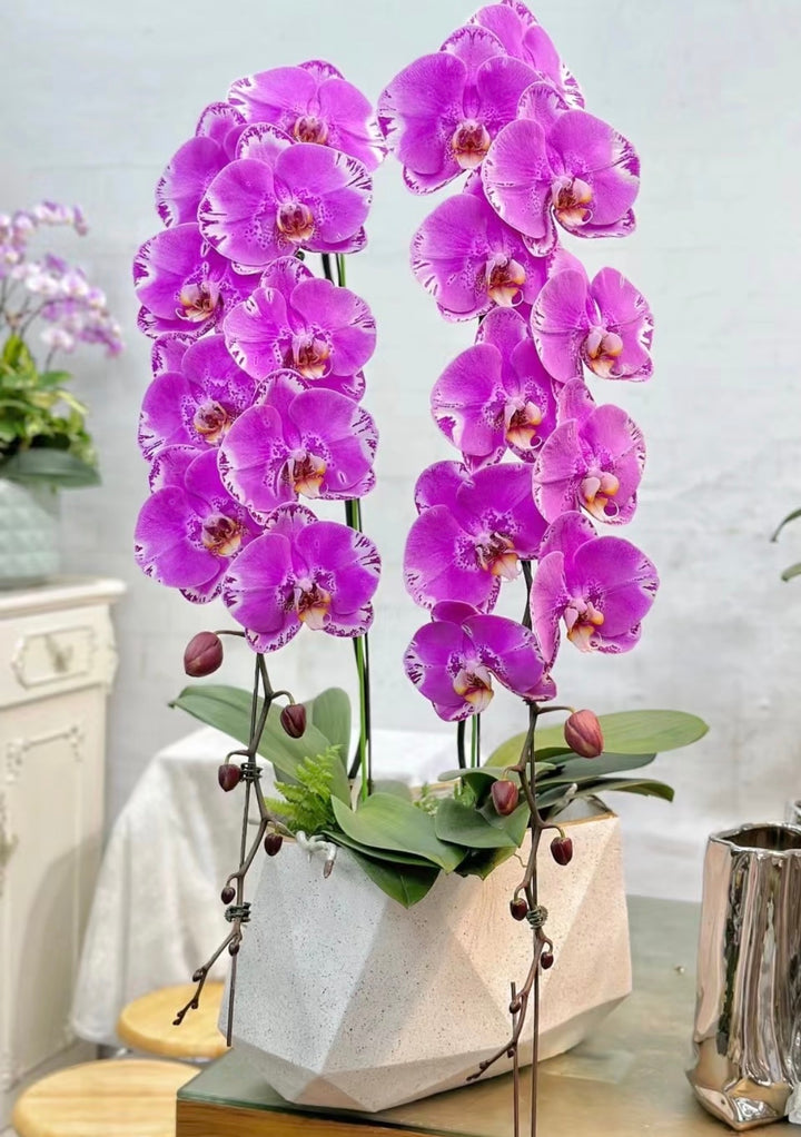 The Emperor Dragon Phalaenopsis - 龙兰