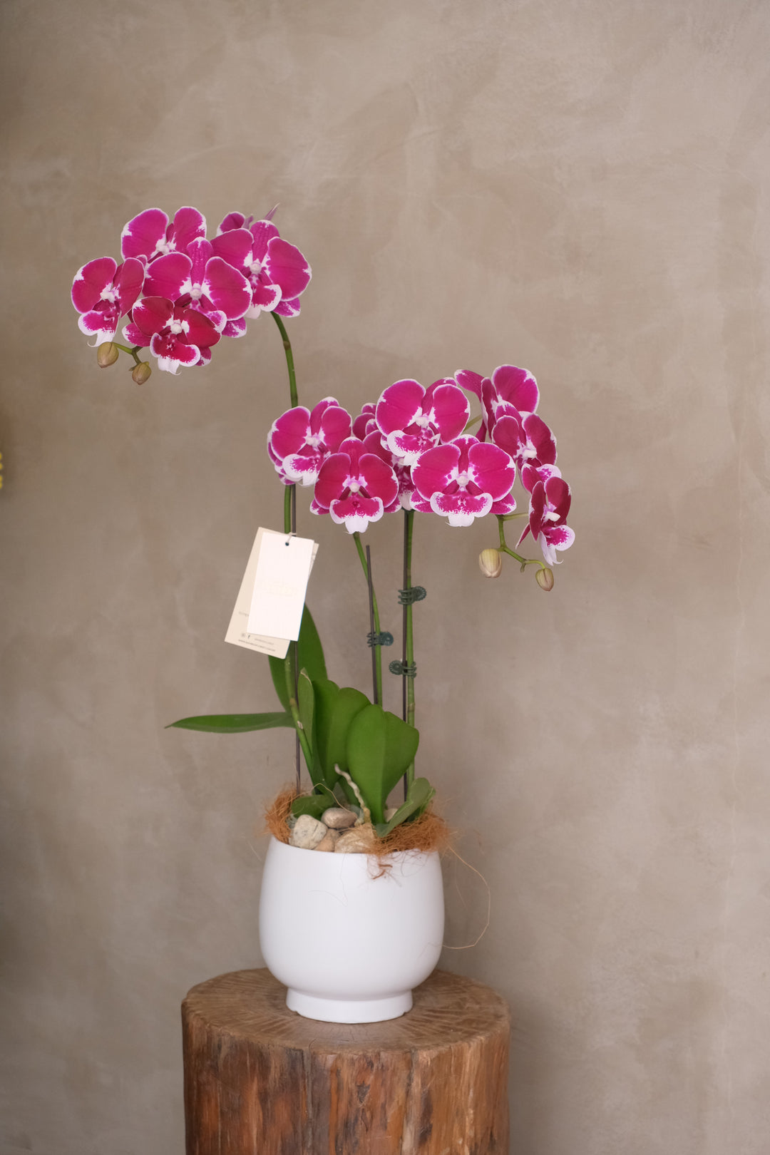 Purple fresh phalaenopsis orchids in a white planter pot by penang bamboo florist