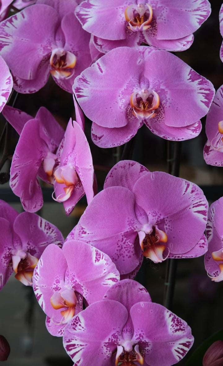 The Emperor Dragon Phalaenopsis - 龙兰