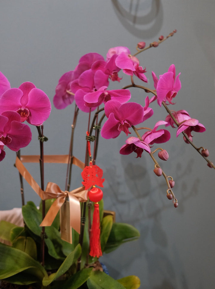 Love Being Your'chid - Purple Phalaenopsis